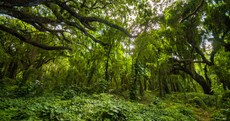 Amazing green forest. Hawaii island