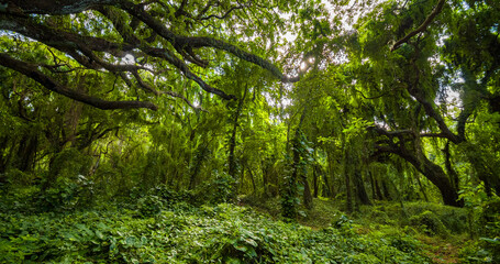 Obraz premium Amazing green forest. Hawaii island