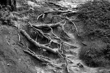 Photo background tree roots in a dense forest
