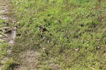 Small birds in the grass on the lawn. Russia.