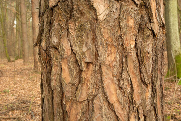 Thick tree trunk with brown bark, autumn day