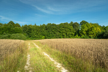 Obraz premium Rural road through fields with grain, green forest and blue sky