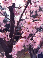 sakura cherry blossom blooming in Tokyo, Japan