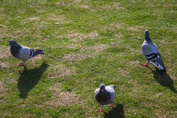 Close up of three pigeons on green grass at sunny day