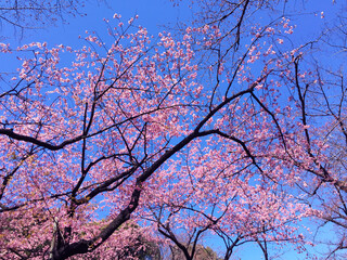 sakura cherry blossom blooming in Tokyo, Japan