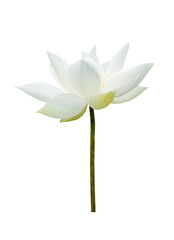 Naklejka na ściany i meble White Lotus flower isolated on white background. File contains with clipping path so easy to work.