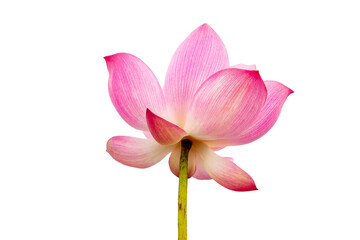 Pink Lotus flower isolated on white background. File with clipping path.
