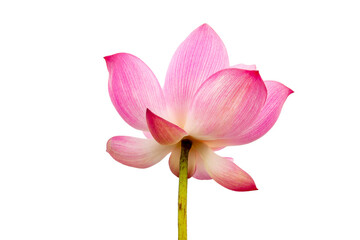 Fototapeta premium Pink Lotus flower isolated on white background. File with clipping path.