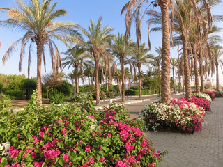 Grassy lawn among palm trees at resort in Egypt. Footpath between green grass in territory of five star hotel.