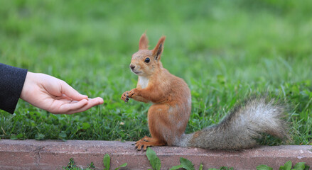hand with nuts for squirrel