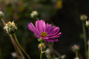 Obraz premium Beautiful pink flowers in the garden Cosmos bipinnatus