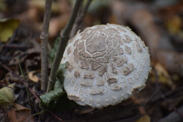 Thale - Hexentanzplatz