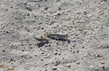Locusts mimicking the color of white sand