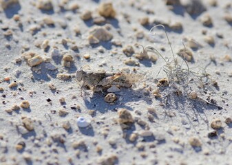 Locusts mimicking the color of white sand