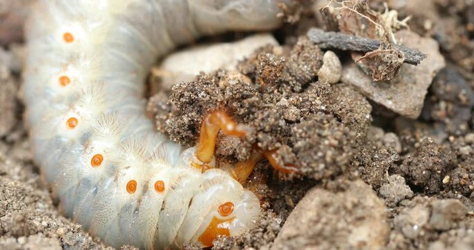 The cockchafer grub, Maybug grub or doodlebug grub 