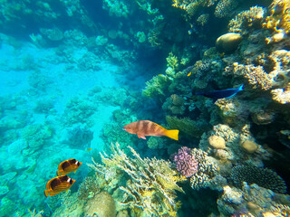 Obraz na płótnie Canvas Underwater colorful tropical fishes at coral reef at Red Sea.
