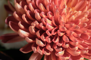 Fototapeta na wymiar rose colored chrysanthemum flower