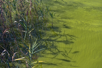 strong green algae growth in Lake Lugano due to over-fertilization