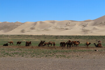 Pferde vor Sanddüne in Gobi Wüste, Mongolei