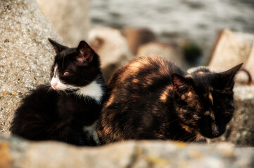 Koty  © Przemo