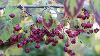 red berries on a branch