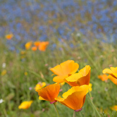 poppys on the meadow with cornflowers at background