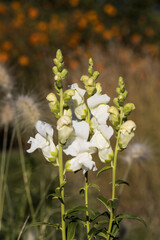 summer and autumn flowers in scania sweden