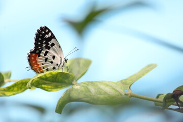 Beautiful butter fly sitting on branch in home garden. Beautiful butterfly in Bright sunny day. Colourful butterfly 