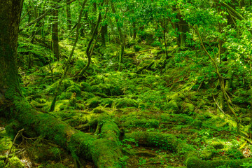 緑の豊かな森