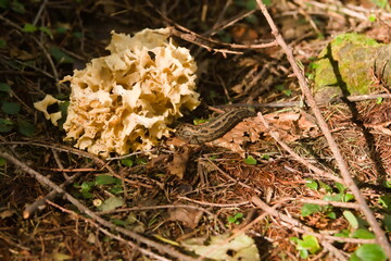 ナメクジとハナビラタケ