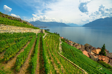 Fototapeta na wymiar Panoramic landscape between terraced vineyards of Lavaux from Lutry and Cully. Vevey city, Lake Geneva and Swiss Alps, Unesco heritage vineyards of Lavaux wine region. Vaud Canton, Switzerland.
