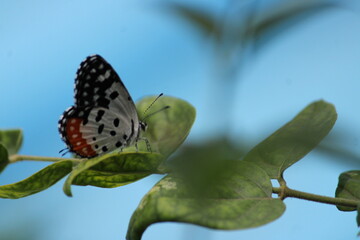 Beautiful butter fly sitting on branch in home garden. Beautiful butterfly in Bright sunny day. Colourful butterfly 