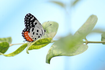 Beautiful butter fly sitting on branch in home garden. Beautiful butterfly in Bright sunny day. Colourful butterfly 