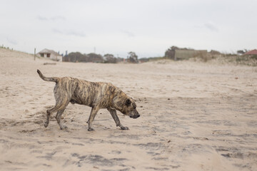 Cimarron dog walking in the beach in Uruguay