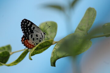 Beautiful butter fly sitting on branch in home garden. Beautiful butterfly in Bright sunny day. Colourful butterfly 