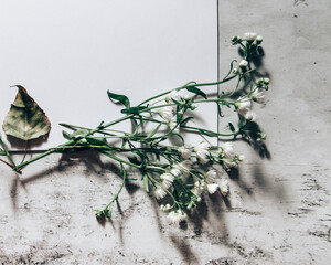 Moody wedding styled composition. Feminine desktop mockup scene with white green herbs and white blank paper space. Flat lay top view photo.