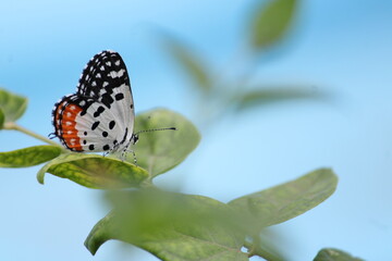 Beautiful butter fly sitting on branch in home garden. Beautiful butterfly in Bright sunny day. Colourful butterfly 