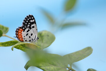Beautiful butter fly sitting on branch in home garden. Beautiful butterfly in Bright sunny day. Colourful butterfly 