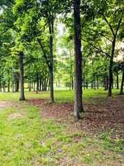 path in the forest