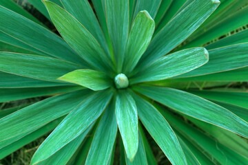 Yucca is a thermophilic plant, seen from above. Background.