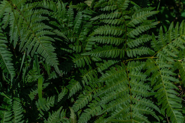 dense green grass fern leaves in the forest, siberia, in sunlight
