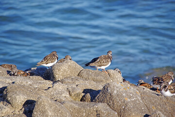 Oiseaux de la cote bretonne