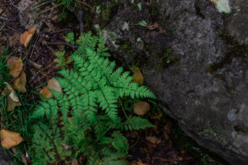 green fern leaf near textured moss stone in forest ground with leaves