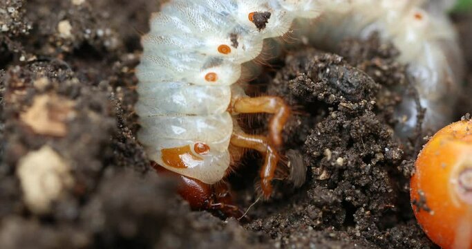 The cockchafer grub, Maybug grub or doodlebug grub 