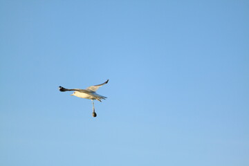 An eagle soaring in the sky proudly opening its wings