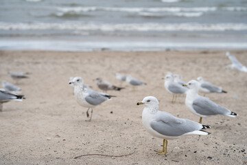 A lot of Seagulls on the beach