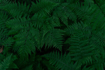 green fern leaves, dense grass in the forest, siberia