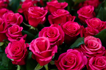 Obraz premium A large bouquet of pink roses. Flowers
