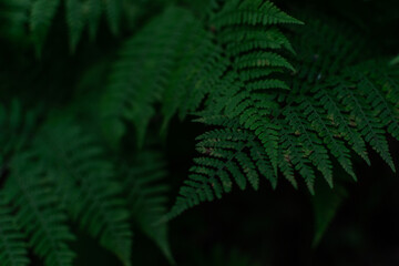 Fototapeta na wymiar Natural environment pattern of dense green grass fern leaves in siberia forest