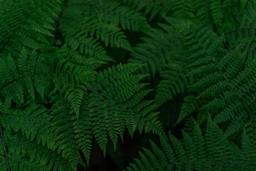 pattern of dense green grass fern leaves in the siberia forest